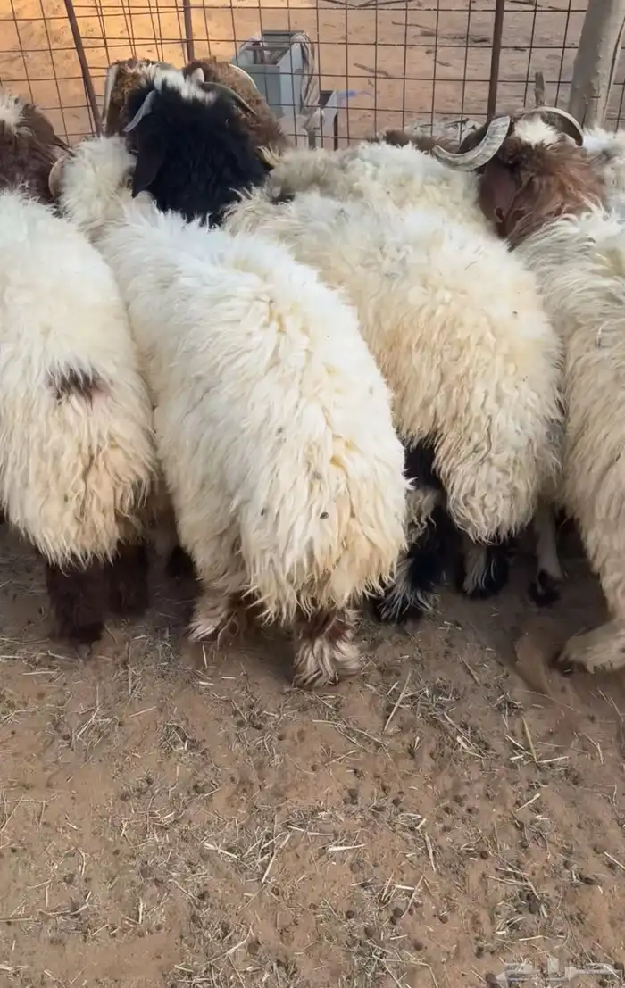 نعيم تم البيع  تم البيع 4