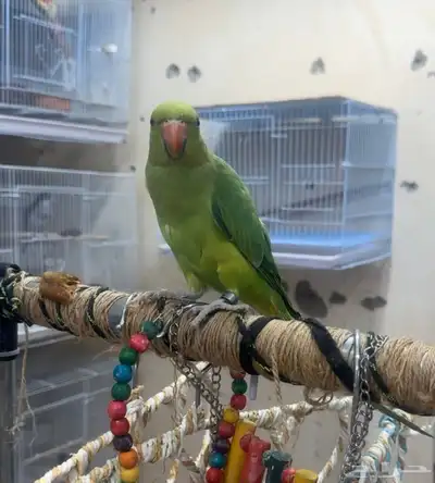 ببغاء دره هندي 2