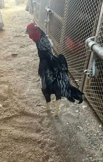 ديك كوشامو القزم 0