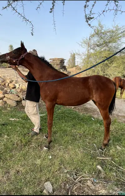 مهره شعبيه 1