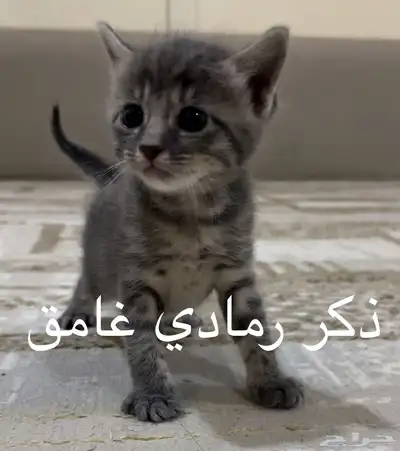 تبني قطط 0