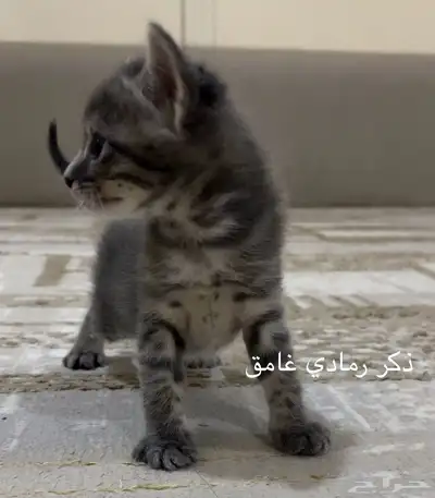 تبني قطط 1