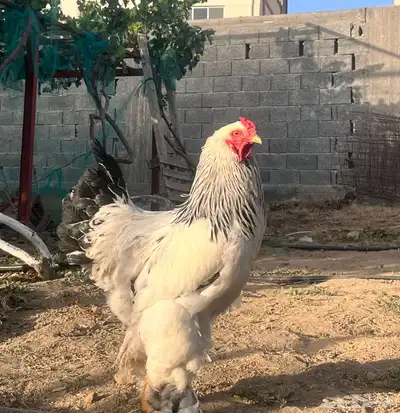 طقم براهما كولمبي بيور حضان بياض منتج 2