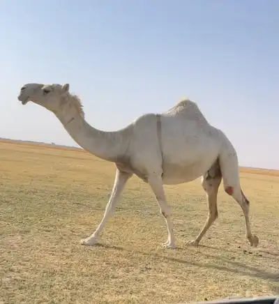 اللقحه الوضحا الكفو 0
