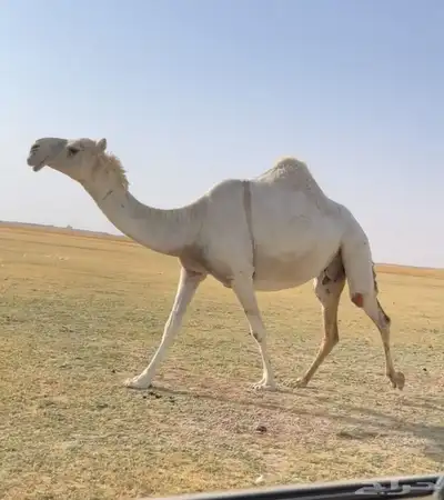 اللقحه الوضحا الكفو 3