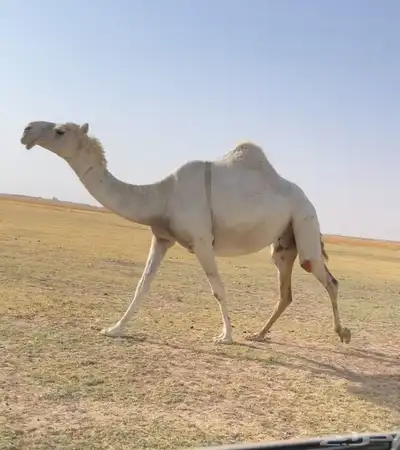 اللقحه الوضحا الكفو 1