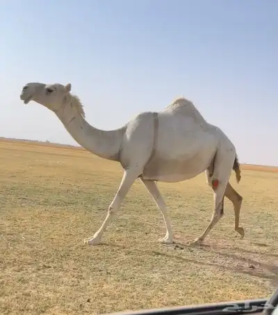 اللقحه الوضحا الكفو 2