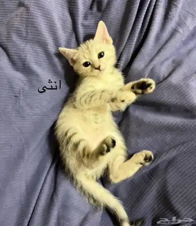 تبني قطط 3