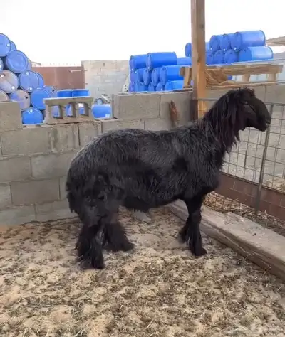 فحل عربي 0