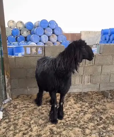 فحل عربي 1