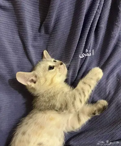 تبني قطط 5