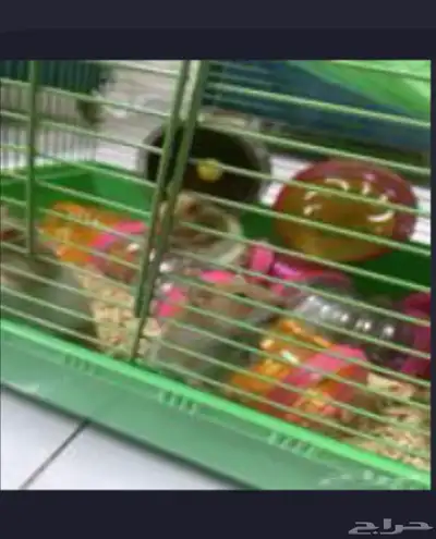 هامستر 0