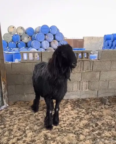 فحل عربي 2