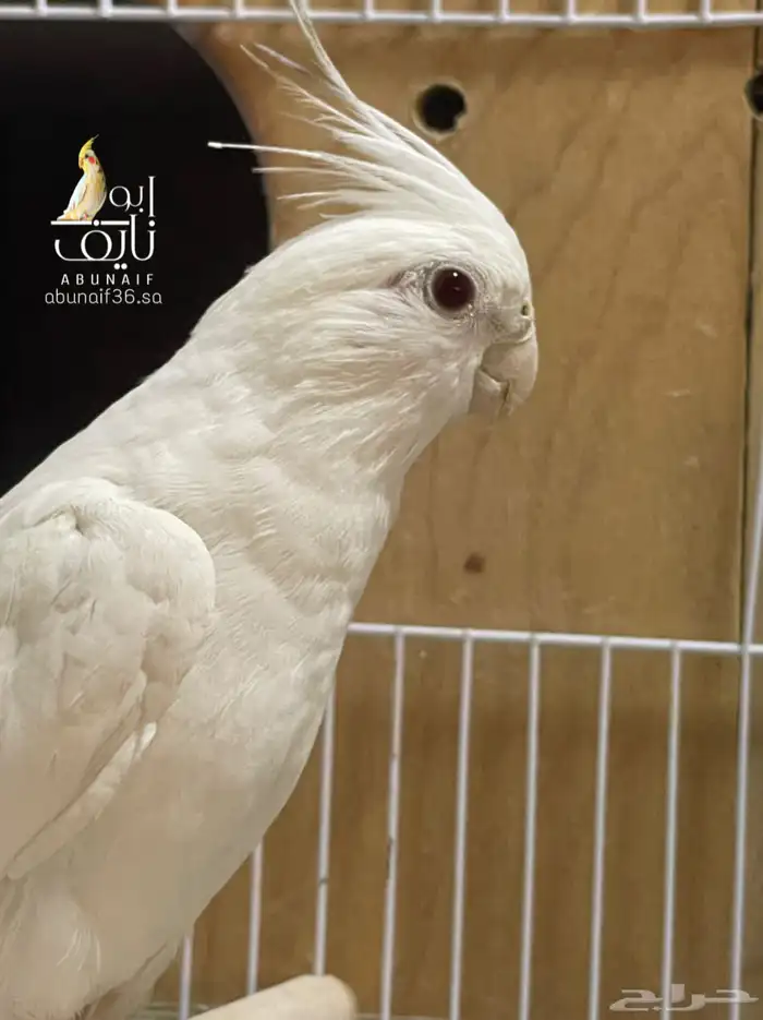 كروان البينو 1