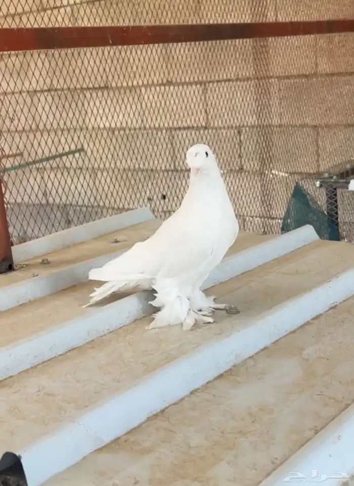 حمام تركي(تم البيع). 5