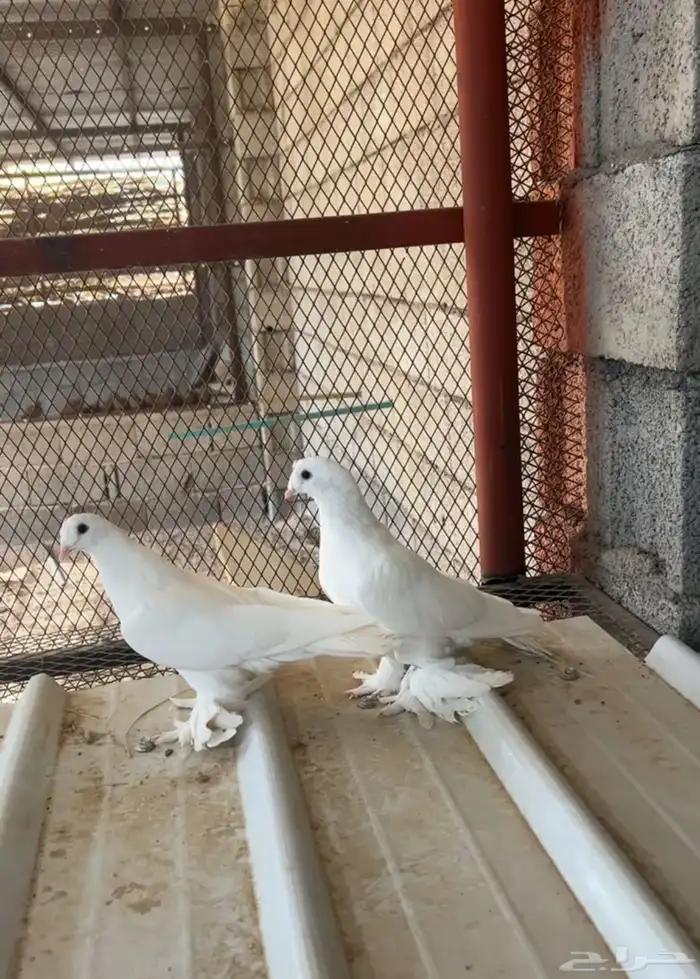 حمام تركي(تم البيع). 4