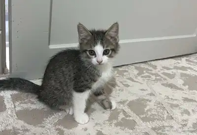 قطط للتبني القيصومه 0