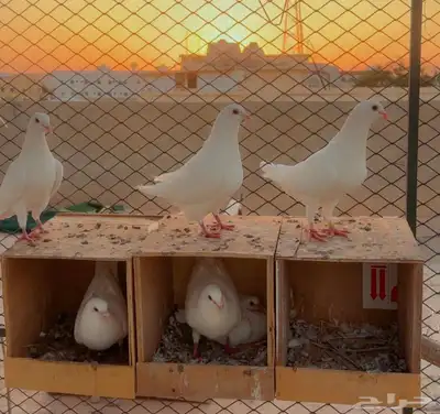 تم البيع 0