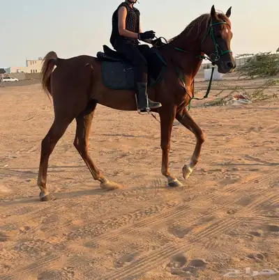 خيل واهو حفيد غزال ومروان الشقب وماجنوم سايك وديسيرادو 0