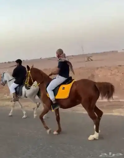 للبيع فرس شعبيه   المهر هديه معها 4
