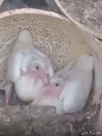 حمام فرنسي سوبر جانبو ابيض 0