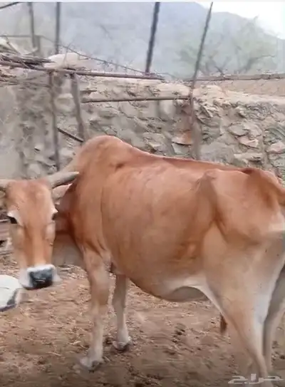 بقره جامع للبيع وولدها عمره تقريبا  5 شهور والبقره دافع 0