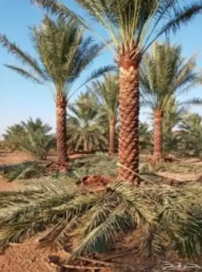 نخل 2