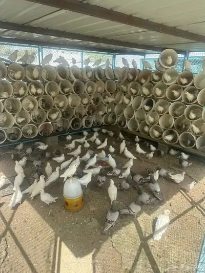 حمام لاحم 2