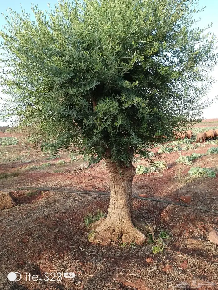 شجر زيتون ومعمر 77