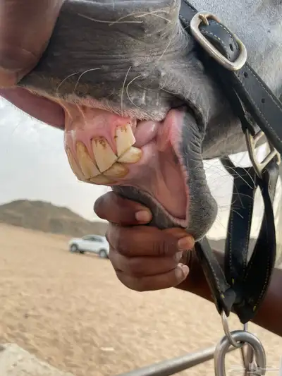 فرس مصرية 5