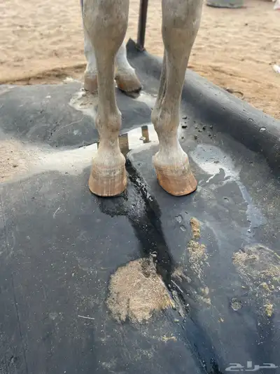 فرس مصرية 4
