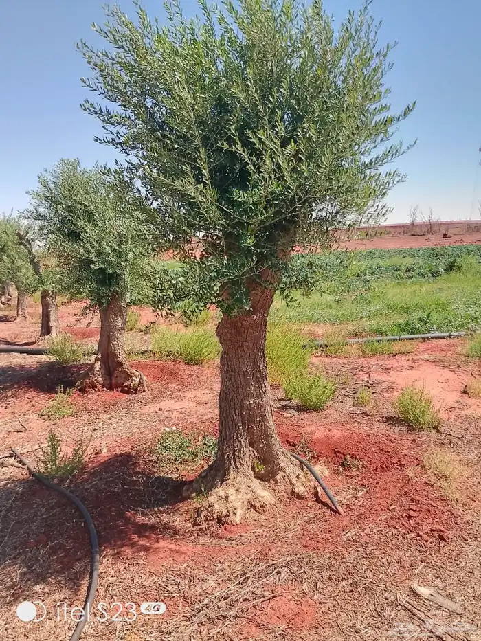 شجر زيتون ومعمر 61