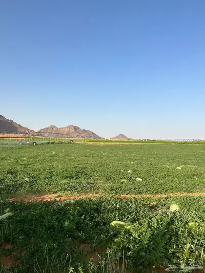 بطيخ جح حالي واحمر 3