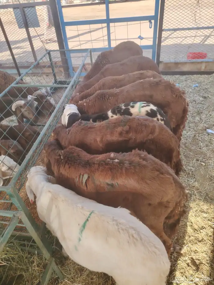 حلال جمله للزواجات والمناسبات والتجار 4