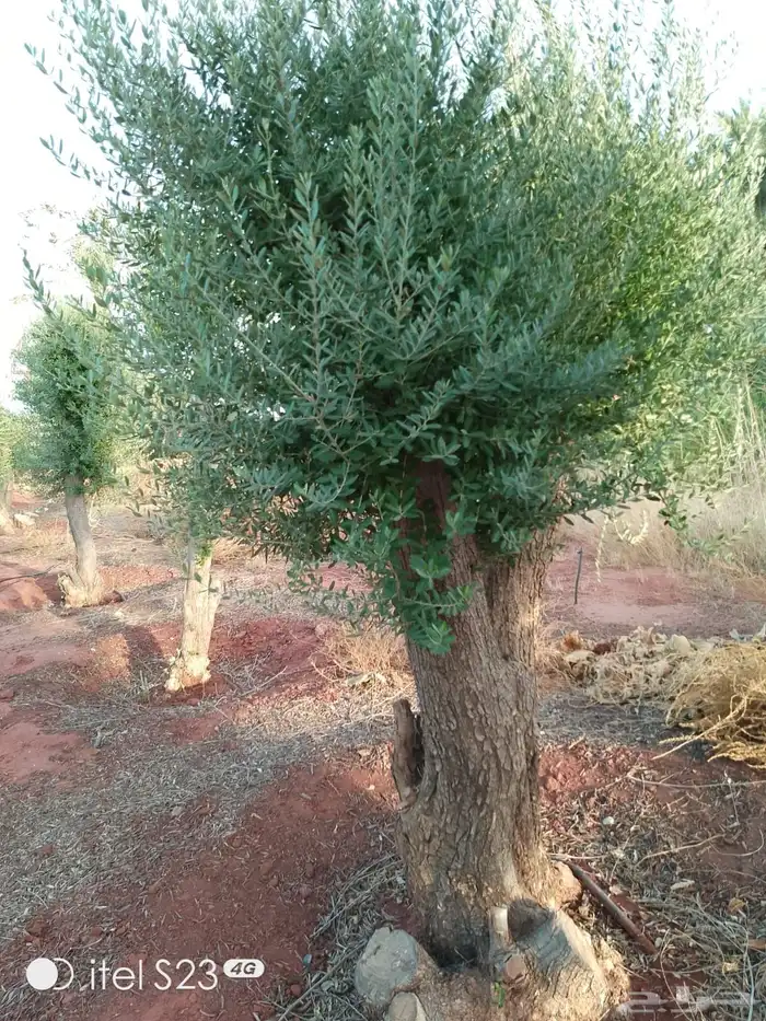 شجر زيتون ومعمر 78