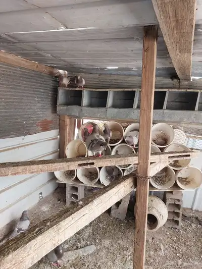 حمام للبيع 6