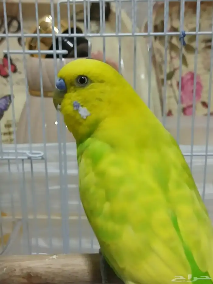 للبيع الطيور الحب البادجي 1