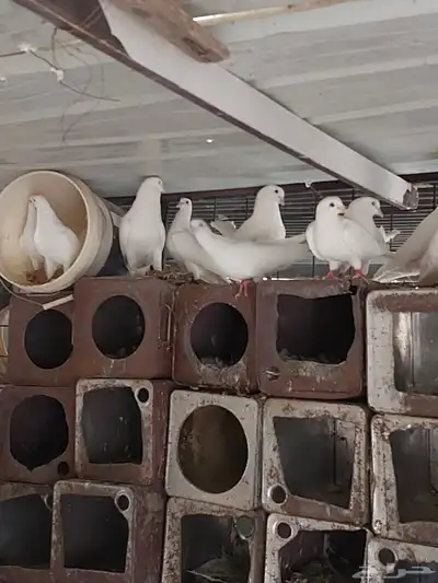 حمام للبيع 14