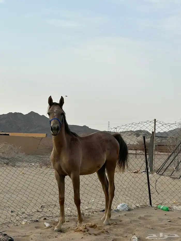 مهر شعبي العمر سنه 2