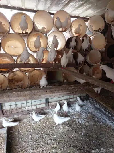 حمام للبيع 9