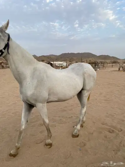 فرس مصرية 3