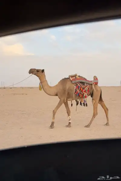 للبيع رحول ابل 1