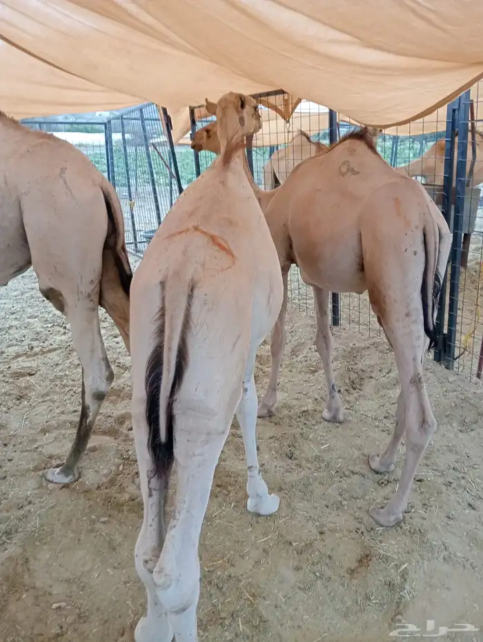قعدان صوماليه مرابي 1