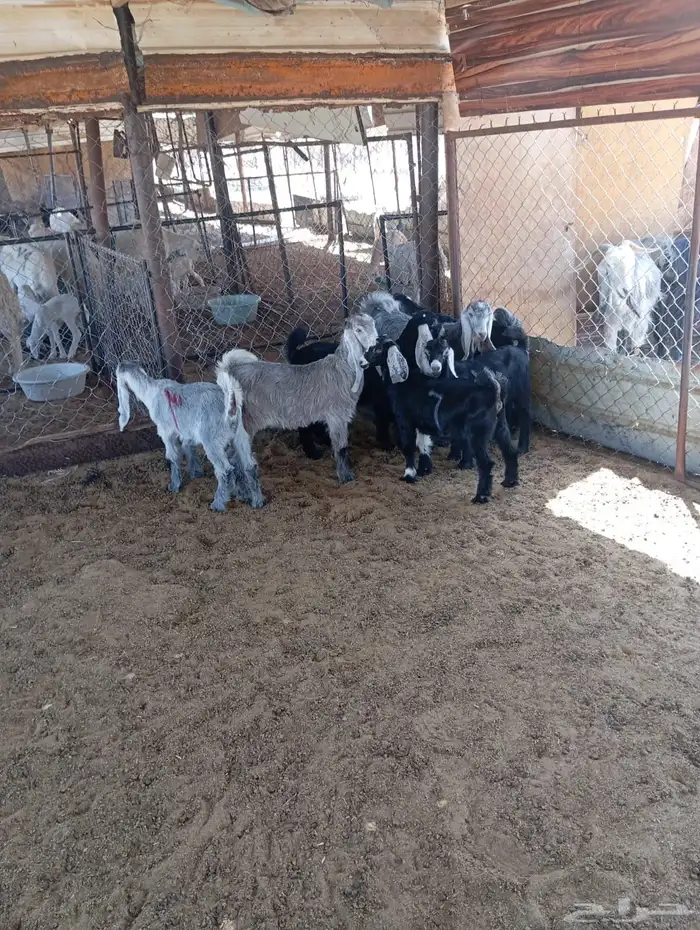 مركز صفوة الجياد 3