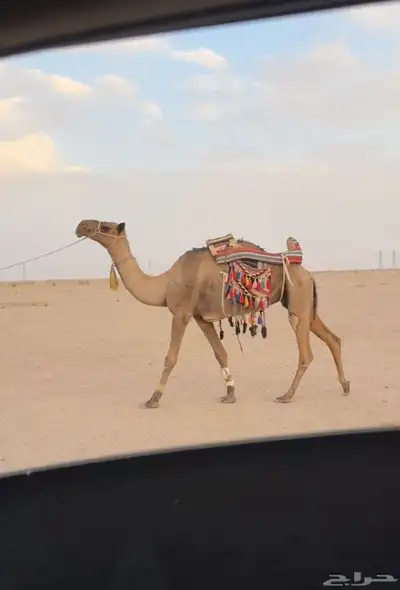 للبيع رحول ابل 0