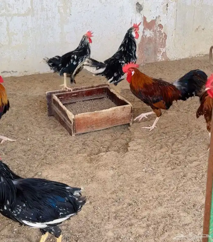 طيور بيت الزاجل 4