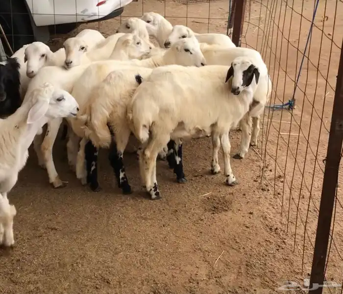 ذبايح خرفان 3