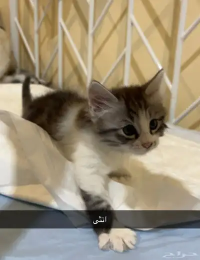 تبني قطط 9