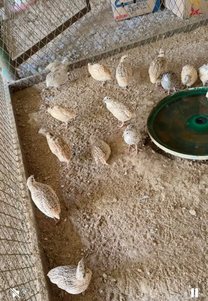 طيور بيت الزاجل 8