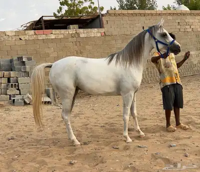 مهرة عمرها سنتين 1